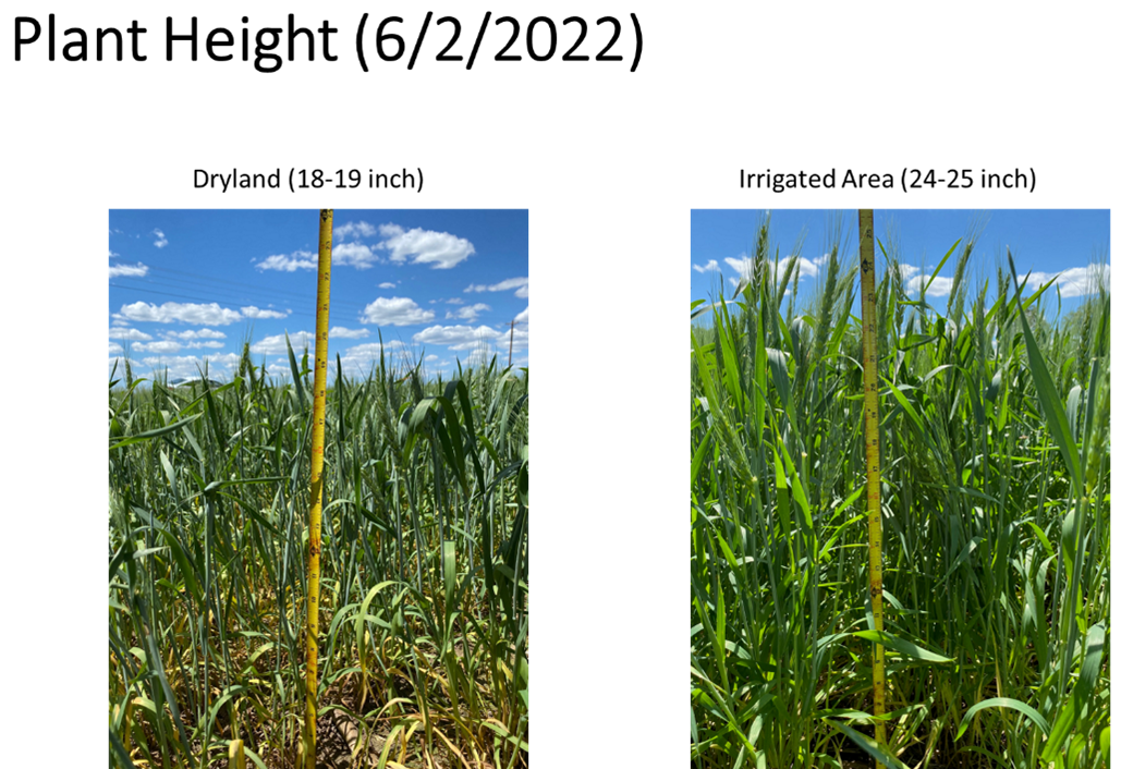 Forage Irrigation 2_Younsuk Dong.png